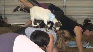 901 goats hosts goat yoga at overton