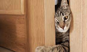Stop Cat From Scratching Door