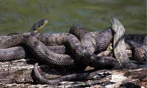 38 snakes in missouri 5 are venomous