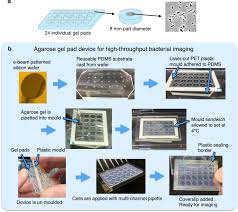 micro patterned agarose gel devices for