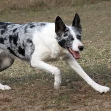 Well, we vote for the third one. Blue Merle Smooth Coated Border Collie Border Collie Blue Merle Border Collie Border Collie Merle