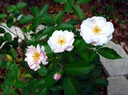 Il pessimismo estremo di arthur schopenhauer. Rose Bianche A Fiore Bianco Senza Spine O Quasi Rampicanti Rifiorenti A Cespuglio Un Quadrato Di Giardino