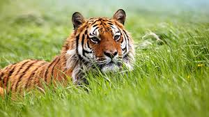 Image result for pretty tiger