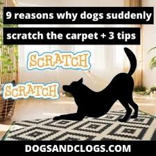 dogs suddenly scratch the carpet