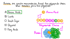 a polypeptide chain