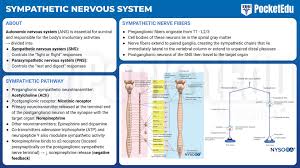 autonomic nervous system nysora