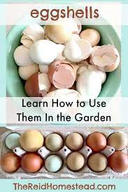 how to use eggss in the garden to