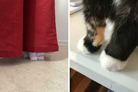 40 of the cutest kitty cankles every