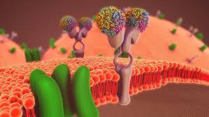 cell membrane the definitive guide