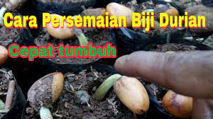 Untuk benihnya sendiri, anda dapat menggunakan biji durian montong langsung ataupun membelinya di toko. Cara Persemaian Biji Durian Agar Cepat Tumbuh Youtube