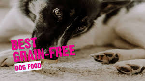best uk grain free dog food guide