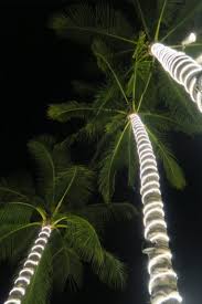 rope lights on palm trees off 68