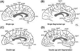 cingulate cortex an overview