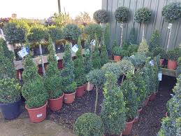 topiary hollybeck garden centre