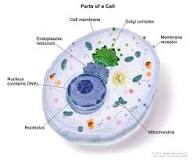 Image result for is a golgi body the same as a golgi apparatus