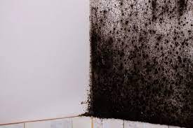 Royalty Free Black Mold Images