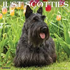 scottish terrier lover gifts décor