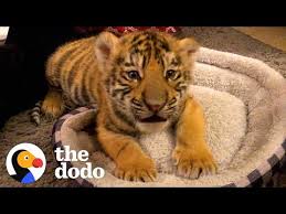 a year in the life of a baby tiger