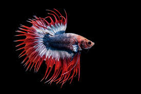 desktop wallpaper fish betta