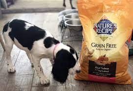 the best dog food for your active pet