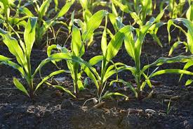 grow corn in square foot gardening