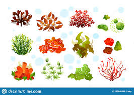 Marine Aquarium Flora Coral Reef Underwater Seaweeds Ocean