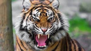 100 angry tiger pictures wallpapers com