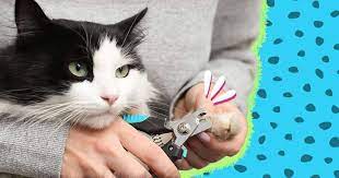 here s how to trim your cat s nails