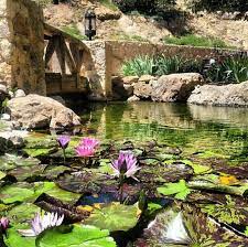lily pond built by mystic water