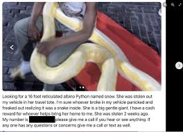 16 foot reticulated python stolen in