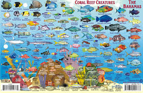 Bahamas Fish Card Frankos Fabulous Maps Of Favorite