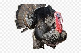 See more ideas about birds, turkey, wild turkey. Turkey Bird Png Transparent Images Turkey Transparent Background Clipart 5533417 Pikpng