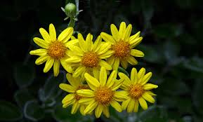yellow flowers in rain free