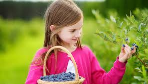 Blueberry Benefits and Cancer Prevention - NFCR