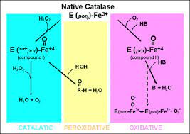 Oxidase Activity In Mammalian Catalase