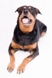 rottweiler breed information pictures