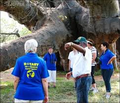 The world is so amazing. One Of The World S Biggest Trees The Sagole Baobab In 2021 Big Tree Baobab Cypress