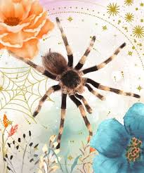 The Meaning Of A Spider Deep Spiritual