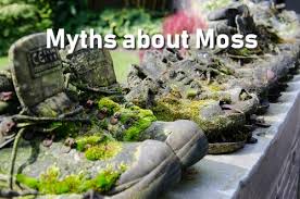 15 Moss Myths Every Gardener Should