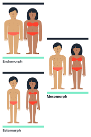 what is the endomorph t does it