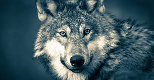 Find the best wolf wallpaper on wallpapertag. Full Hd Wolf Wallpapers For Computers