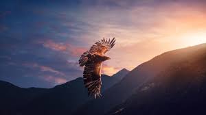 eagle wallpaper 4k sunset mountains