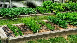 Create A Vegetable Garden In Your Backyard