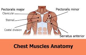 But it's unfortunately also the one muscle chest muscles anatomy. Diagram Of Pecs Fusebox And Wiring Diagram Series Close Series Close Paoloemartina It