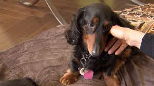 ($ 0.00) vancouver dachshund : Dachshund Survives 4 Weeks In B C Wilderness Ctv News
