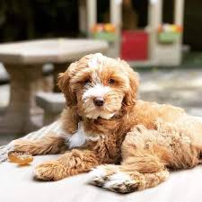 The mini whoodle puppy is the result of the mating of the miniature poodle to the wheaten terrier. Cute Fluffy And A Bit Spunky The Whoodle K9 Web