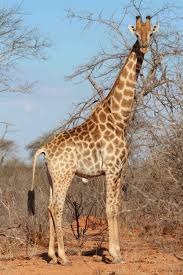 Bildergebnis fÃ¼r giraffe