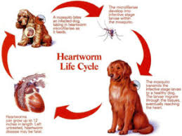 heartworm fleas and ticks