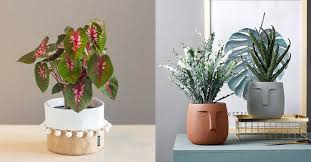 Indoor Plants For A Home Garden