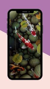 koi fish live wallpaper for android